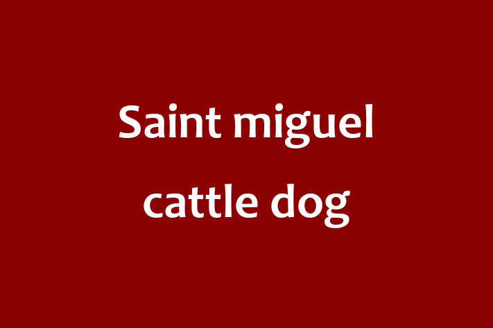 Adopt a Dog Today Saint miguel cattle dog in Southall