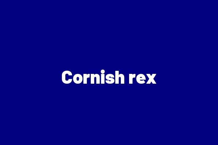 Cornish rex Cat in Wakefield Ready for a New Home