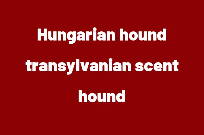 Adopt a Beautiful Hungarian hound transylvanian scent hound Dog in Luton