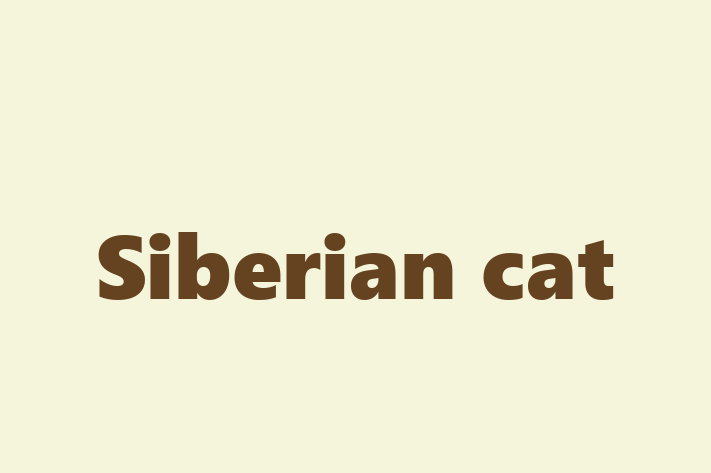 Siberian cat Cat for Adoption in Beckenham