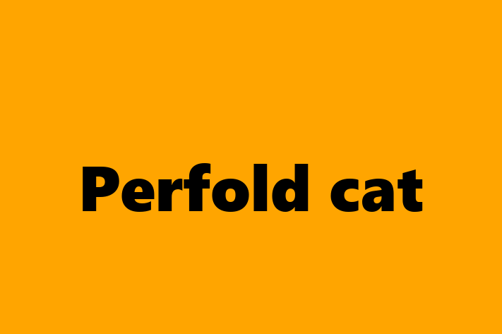 Perfold cat Cat in Crawley