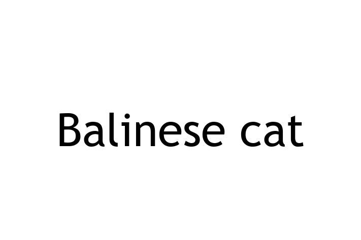 Find Your New Balinese cat Cat in Kettering