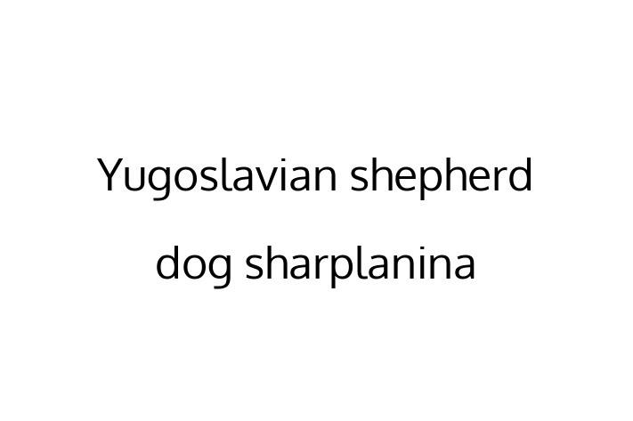 Yugoslavian shepherd dog sharplanina Dog Available Now in Grimsby