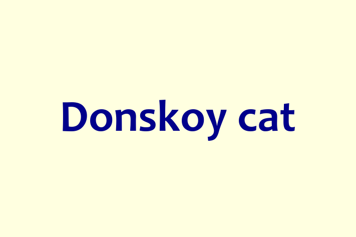 Find Your New Donskoy cat Cat in Croydon