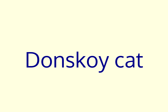 Adopt a Beautiful Donskoy cat Cat in Royal Tunbridge Wells