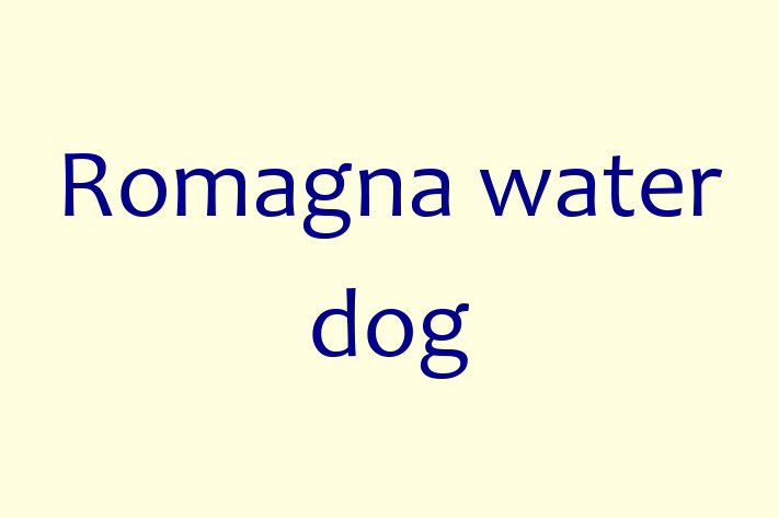 Adopt a Romagna water dog Dog in Southport