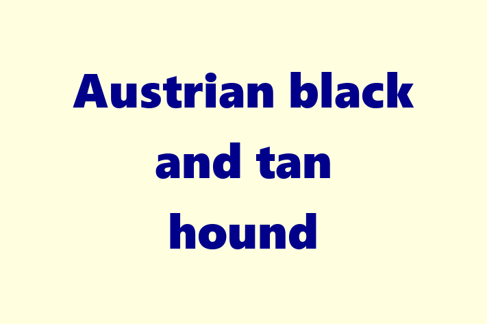 Adopt a Dog Today Austrian black and tan hound in Stratford on Avon