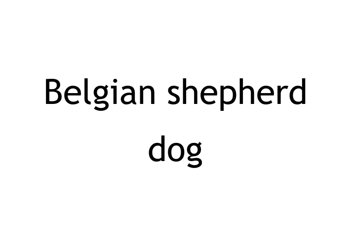 Belgian shepherd dog Dog Available Now in Falkirk