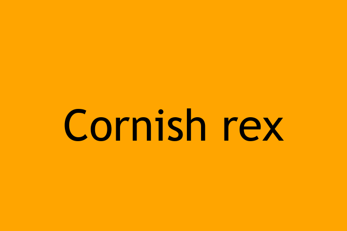 Adopt a Beautiful Cornish rex Cat in Scunthorpe