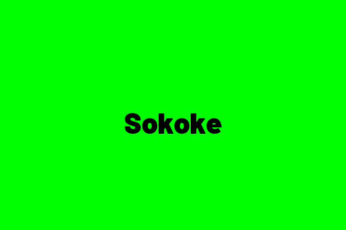 Sokoke Cat Available Now in Leicester