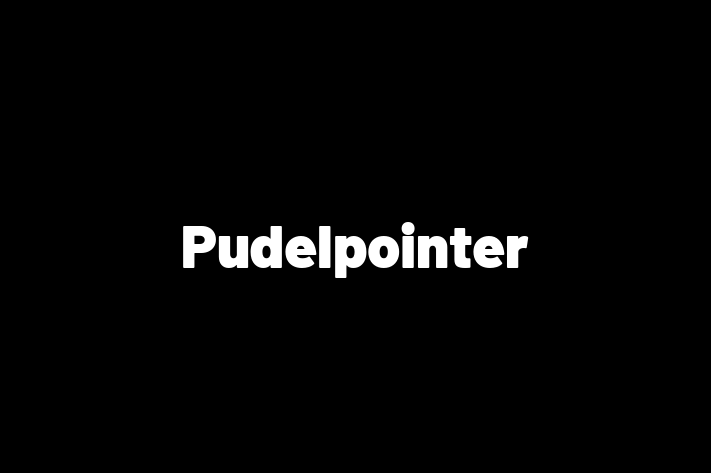 Pudelpointer Dog Available Now in Leith