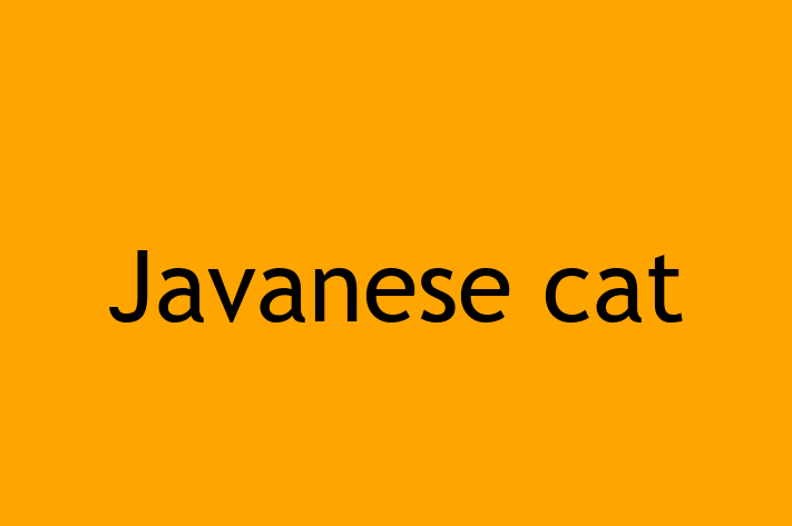 Adopt a Beautiful Javanese cat Cat in Kenton