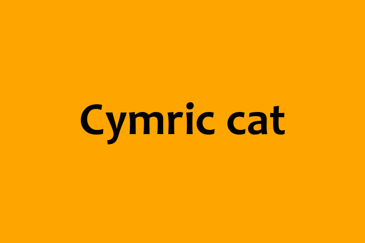 Cymric cat Cat in Kenton Ready for a New Home