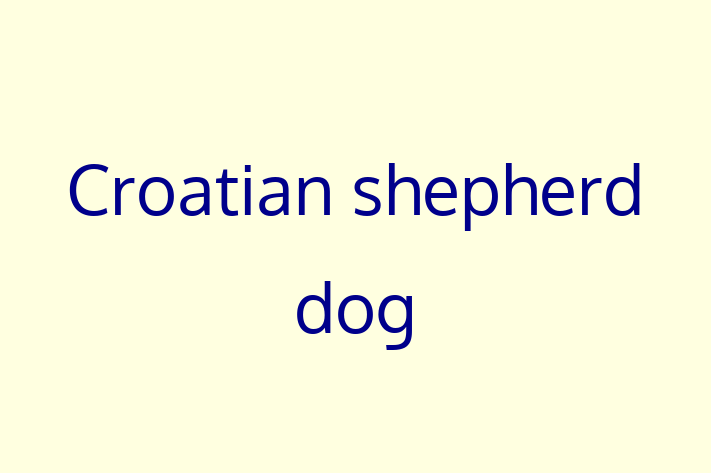 Croatian shepherd dog Dog Ready for a Home in Bridlington