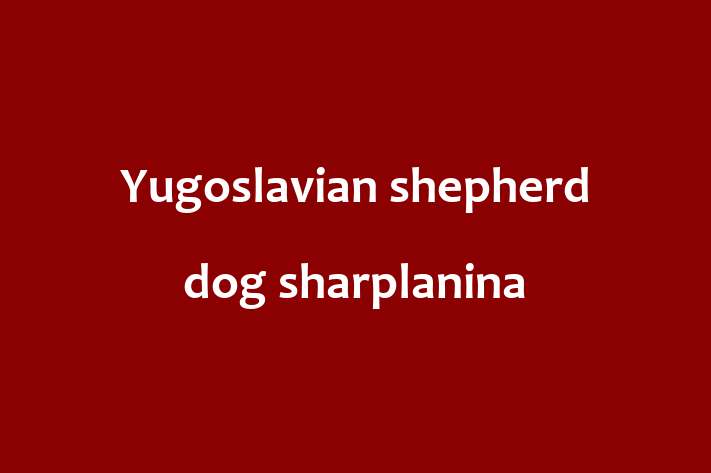 Yugoslavian shepherd dog sharplanina Dog for Sale in Caerphilly