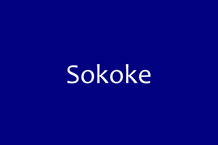 Sokoke Cat for Sale in Abergavenny