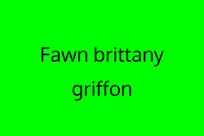 Charming Fawn brittany griffon Dog for Sale in Humberston Grange