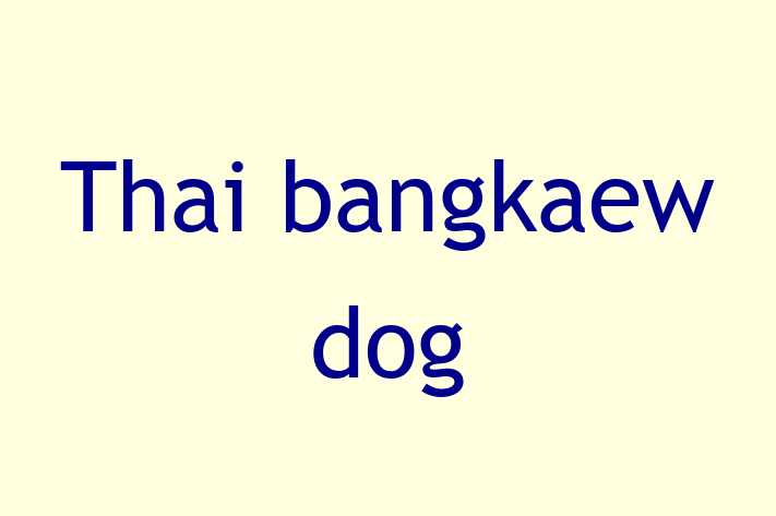 Dog Thai bangkaew dog for Sale in Cleethorpes