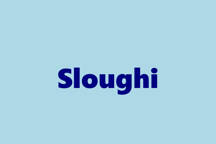 Dog Sloughi for Sale in Deal