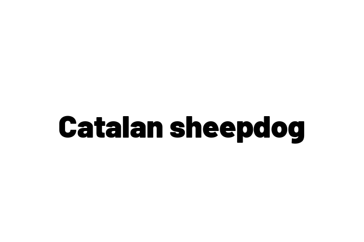 Meet Your New Catalan sheepdog Dog in Basildon