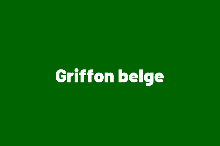 Adopt a Friendly Griffon belge Dog in Grimsby