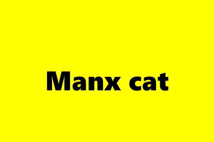 Manx cat Cat in Ipswich