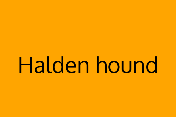 Halden hound for Sale in Rainham