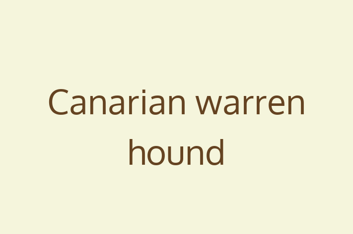 Adopt a Dog Canarian warren hound Available in Catford