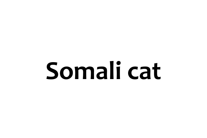 Adopt a Friendly Somali cat Cat in Hove