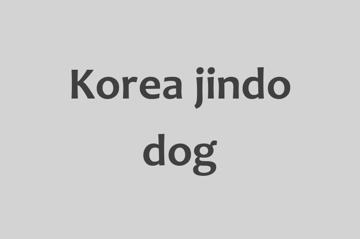 Korea jindo dog Dog for Sale in Olney