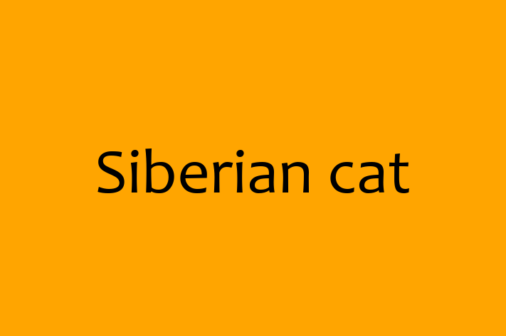 Cat Siberian cat for Sale in Scarborough