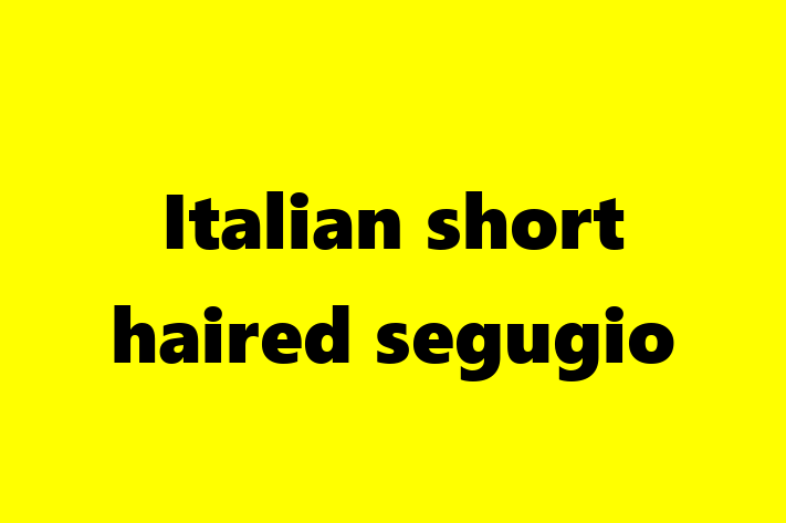 Adopt a Beautiful Italian short haired segugio Dog in Hampstead