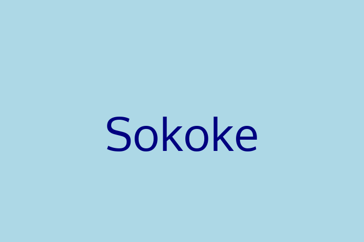 Cat Sokoke for Sale in Rainham