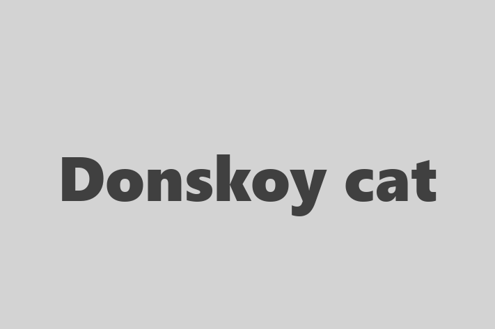 Donskoy cat for Sale in Stratford