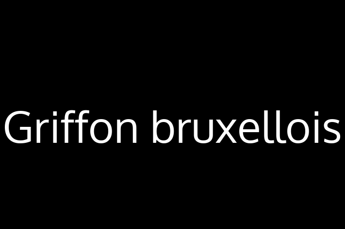 Griffon bruxellois Dog Available Now in Leith