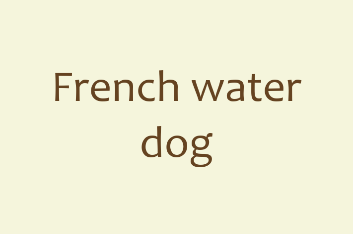 Dog French water dog for Sale in Barking