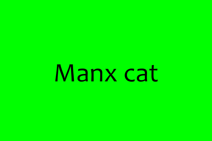 Adopt a Beautiful Manx cat Cat in Scunthorpe