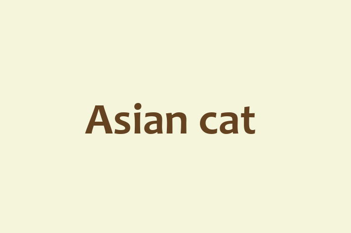 Asian cat Cat for Sale in Gloucester