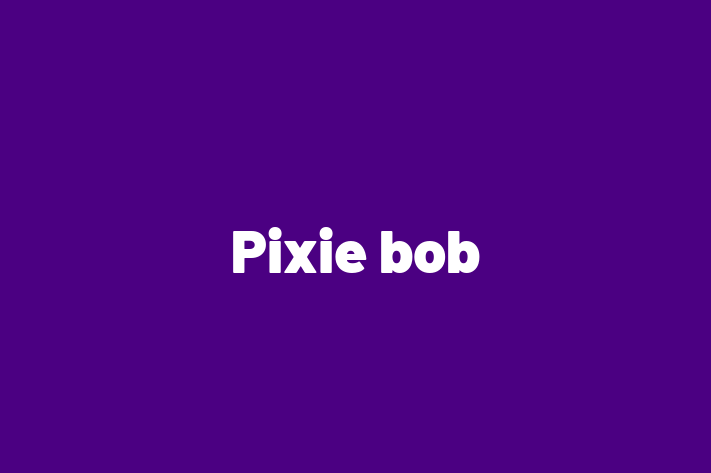 Pixie bob Cat for Adoption in Rugby