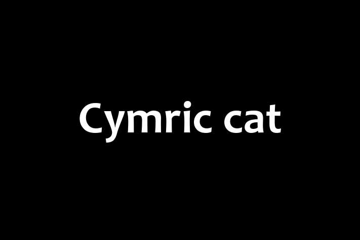 Meet Your New Cymric cat Cat in Nottingham