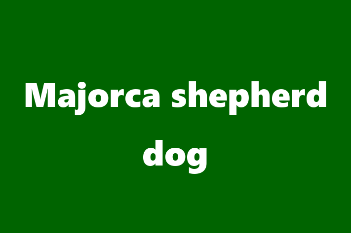 Adopt a Beautiful Majorca shepherd dog Dog in Dunstable