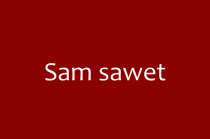 Sam sawet Cat for Sale in Walkden