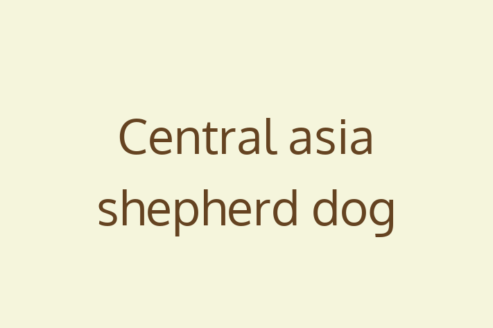 Adopt a Dog Today Central asia shepherd dog in Romford