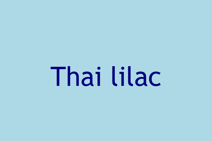 Thai lilac Cat for Sale in Eltham