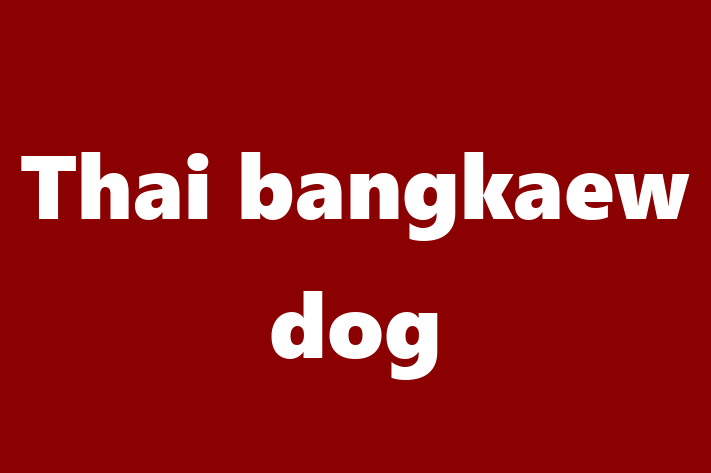 Thai bangkaew dog Dog for Sale in Andover