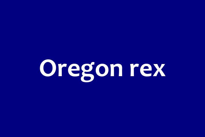 Oregon rex Cat in Stratford Ready for a New Home