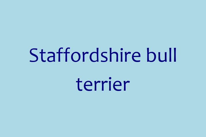 Dog Staffordshire bull terrier for Sale in Walton upon Thames