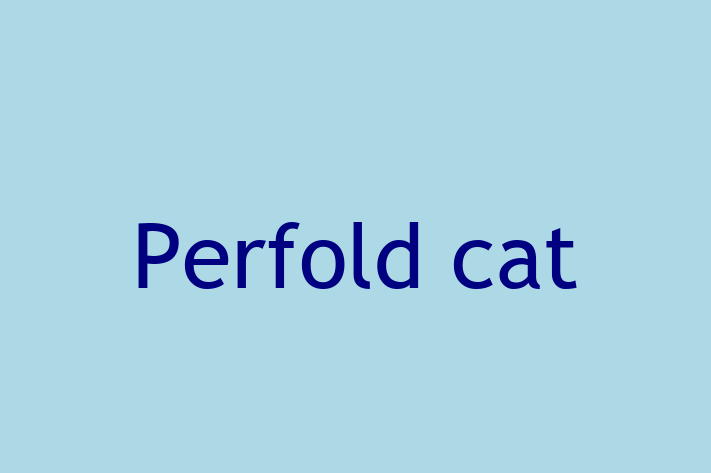 Find Your New Perfold cat Cat in Blackburn