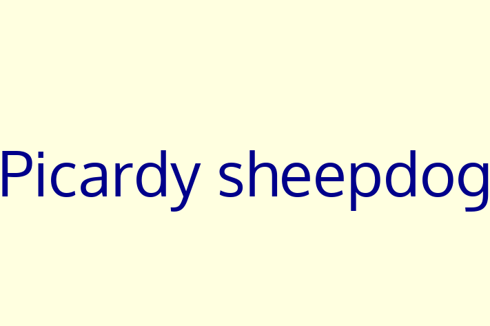 Picardy sheepdog for Sale in Cardiff