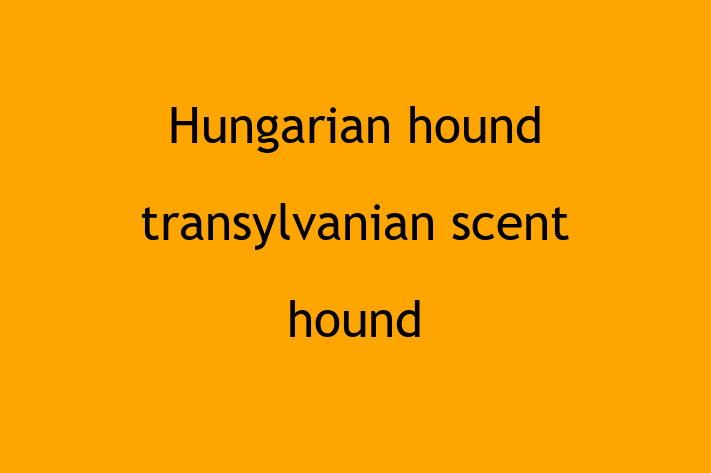 Hungarian hound transylvanian scent hound Dog Available Now in Barrow in Furness